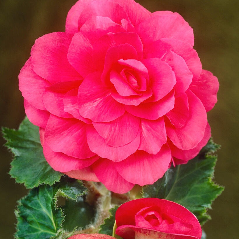 Begonia Double Pink 3-pack