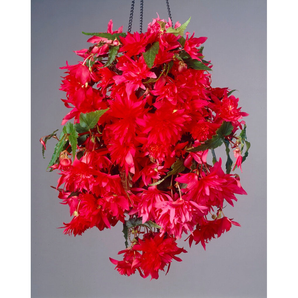 Begonia Pendula Red 3-pack