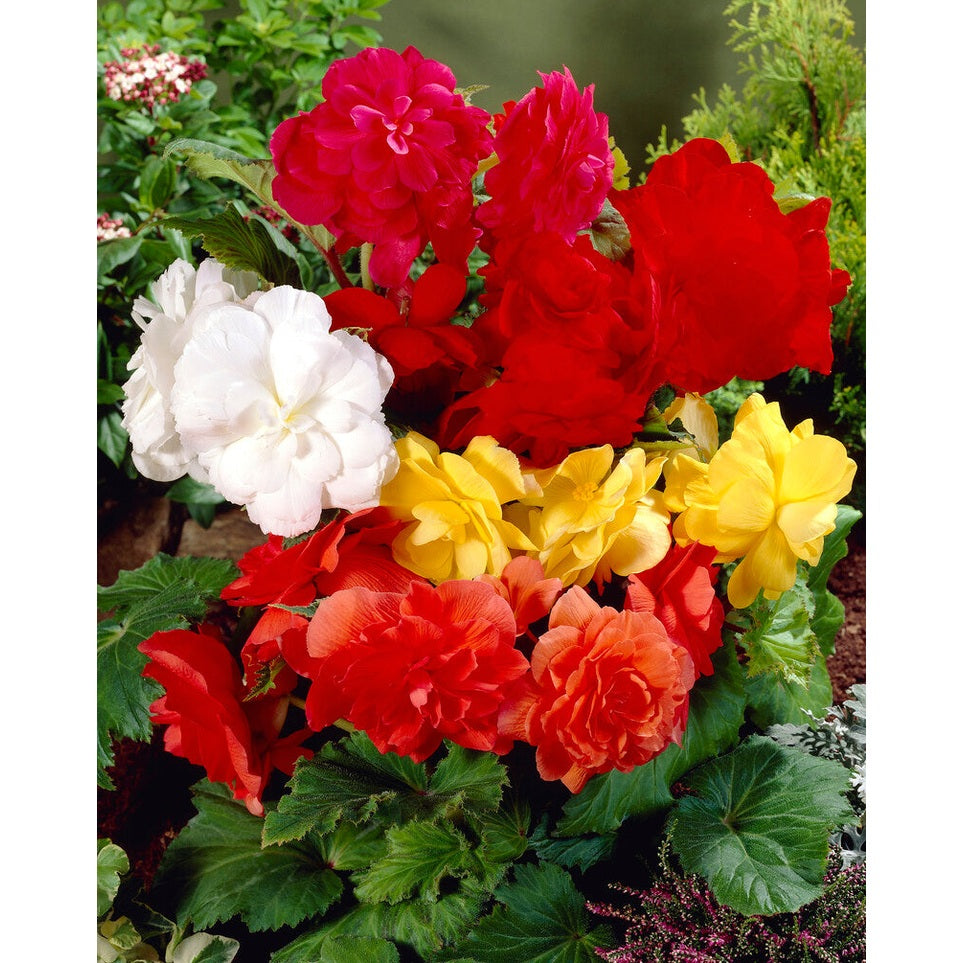 Begonia Double Mixed 3-pack