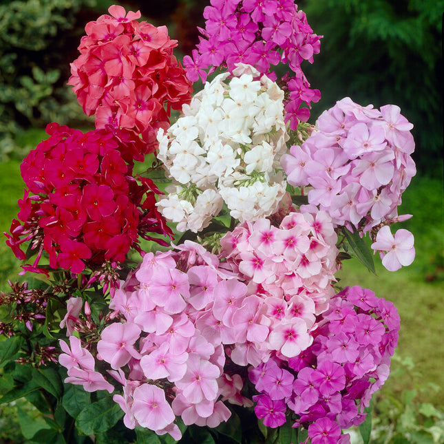 Flox-Phlox Mixed 3-pack