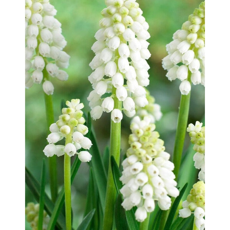 Persialainen helmihyasintti - Muscari auchen &