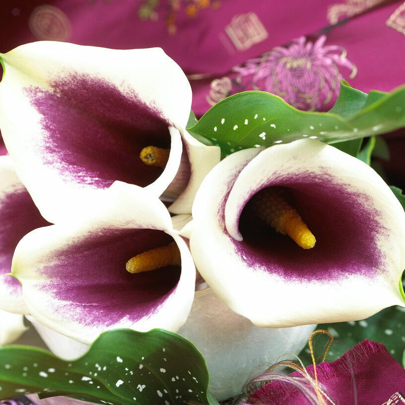 Zantedeschia Vermeer  1-pakkaus