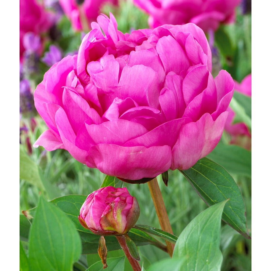 Pioni-Paeonia Gilbert Barthelot 1-pakkaus