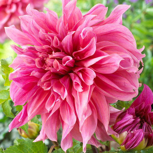 Dahlia Dekorativ Maki 1-pack