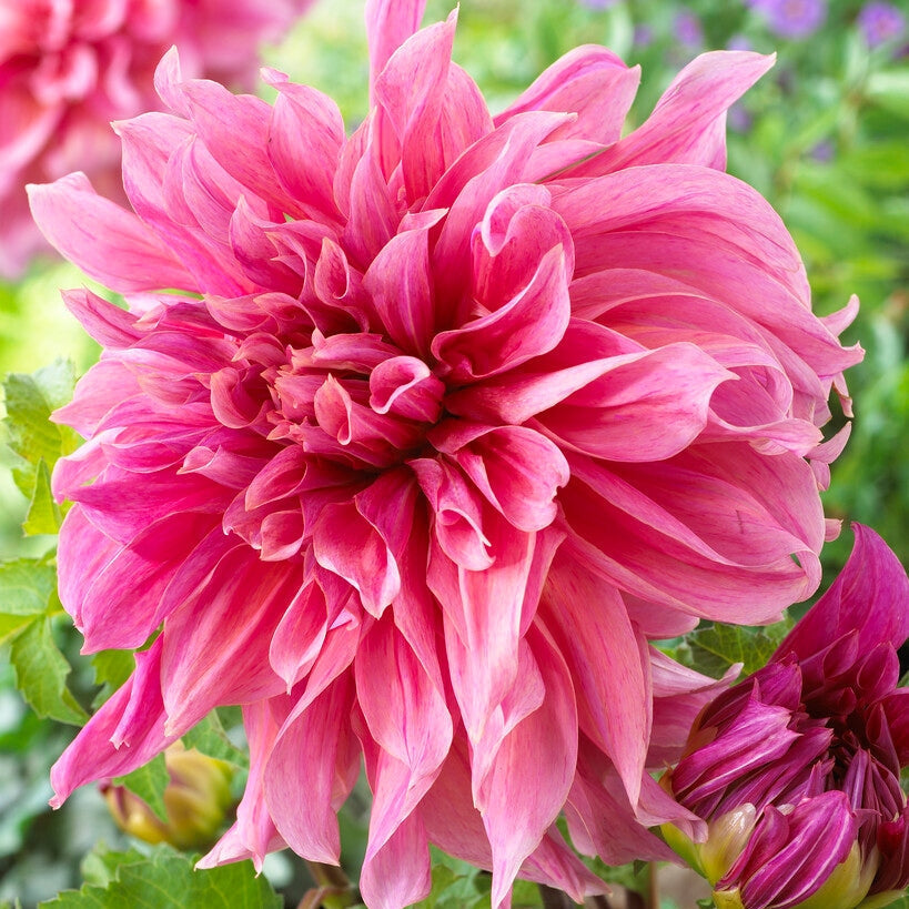 Dahlia Dekoratiivinen Maki 1-pakkaus