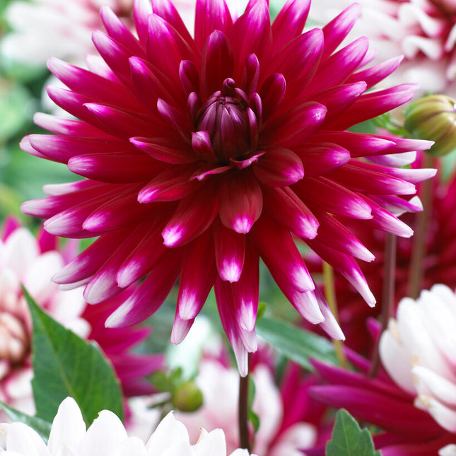 Dahlia Cactus Rebecca's World 1-pack