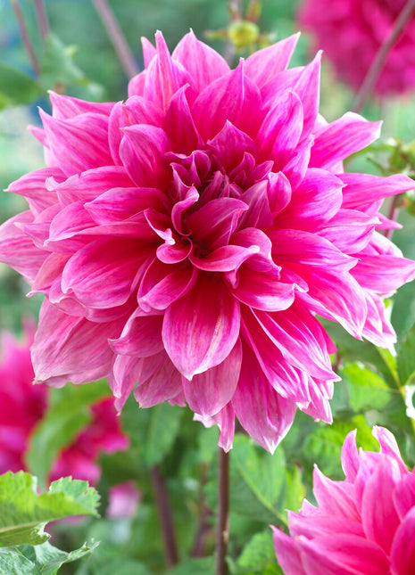 Dahlia Dekorativ Emory Paul 1-pack NYHET