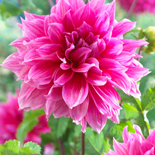 Dahlia Dekorativ Emory Paul 1-pack NYHET