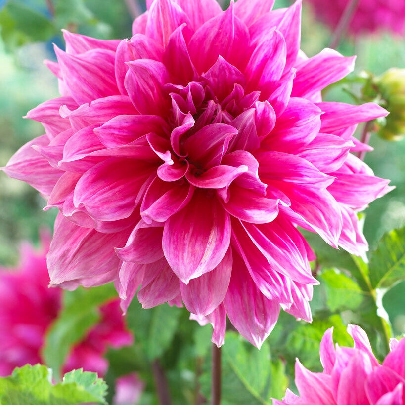 Dahlia Dekoratiivinen Emory Paul 1-pakkaus