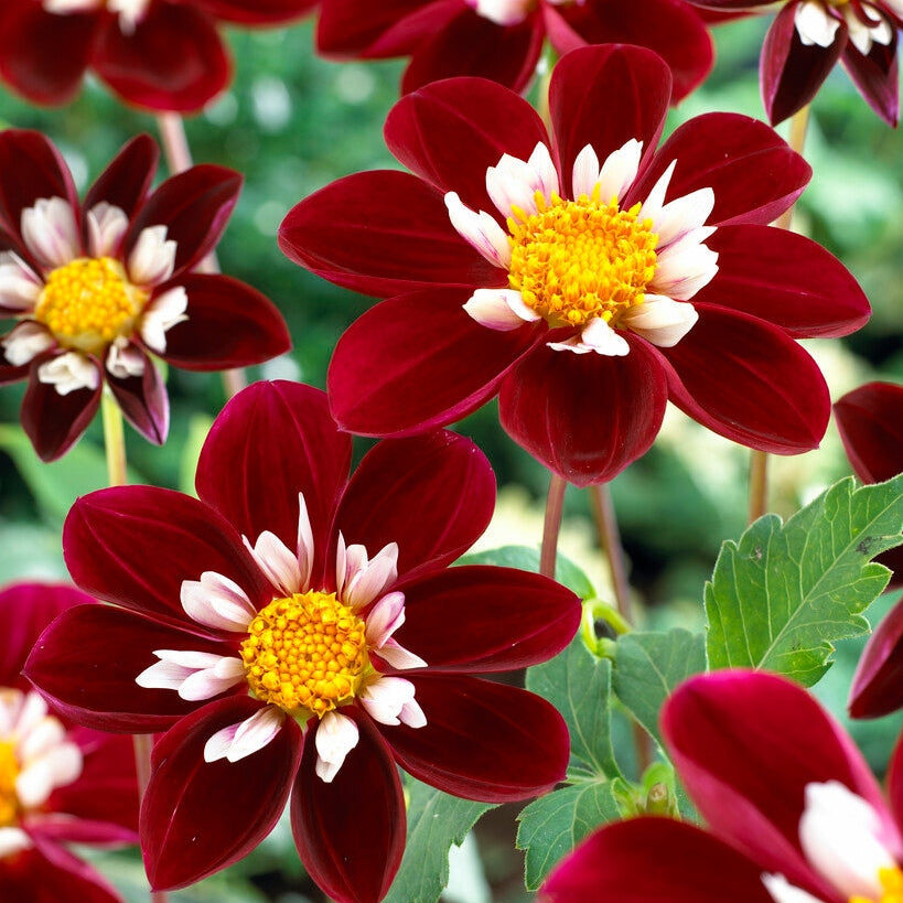 Dahlia Anemone Mary Eveline 1-paketti