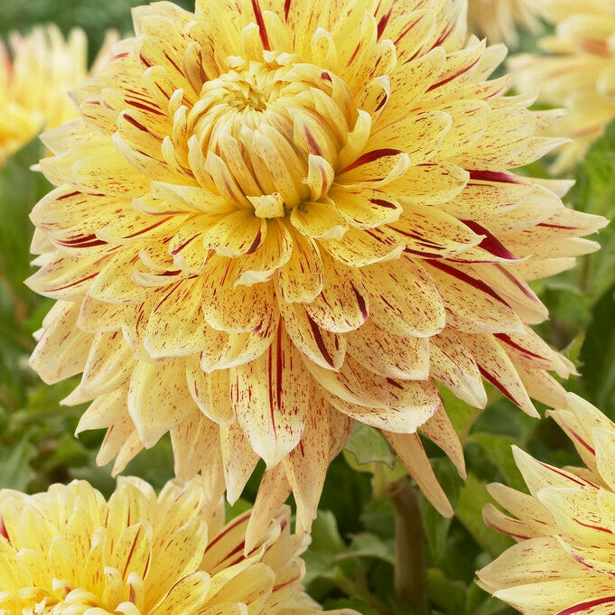 Dahlia Dekoratiivinen Cambridge 1-pakkaus