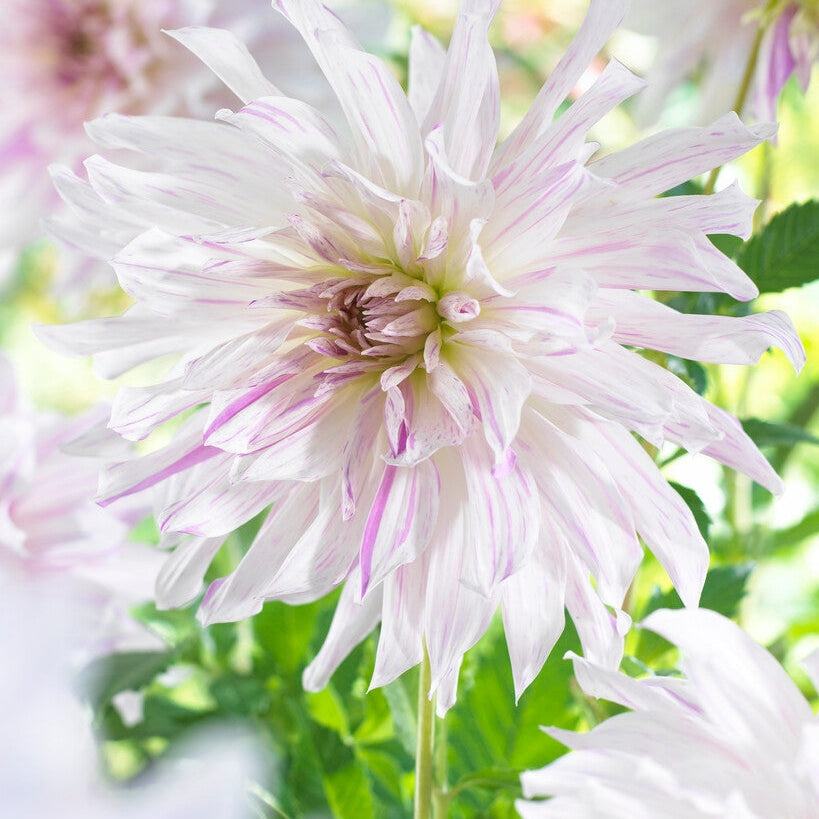 Dahlia Dekoratiivinen Äidin Erikoisuus 1-pakkaus