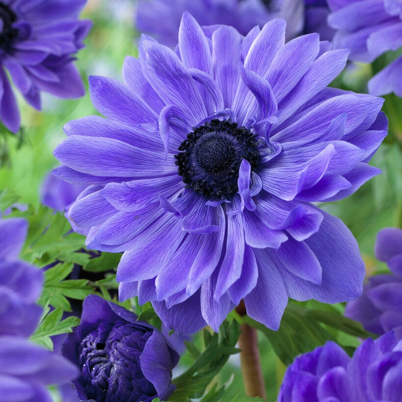 Bukettianemone-Anemone Coronaria Lord Lieutenant 15 -pakkaus