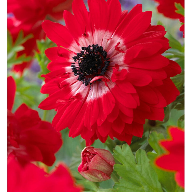 Bukettianemone-Anemone Coronaria The Caen Rood 15 -pakkaus