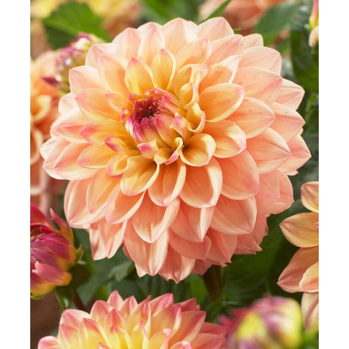 Dahlia Princesse Elisabeth Dekoratiivinen 1-pakkaus