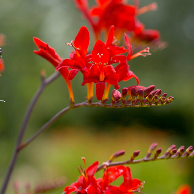 Montbretia-Crocosmia Lucifer 10 -pack