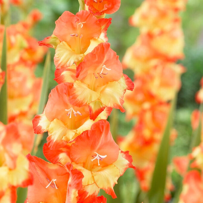 Gladiolus Princess Margeret Rose 10-pakkaus