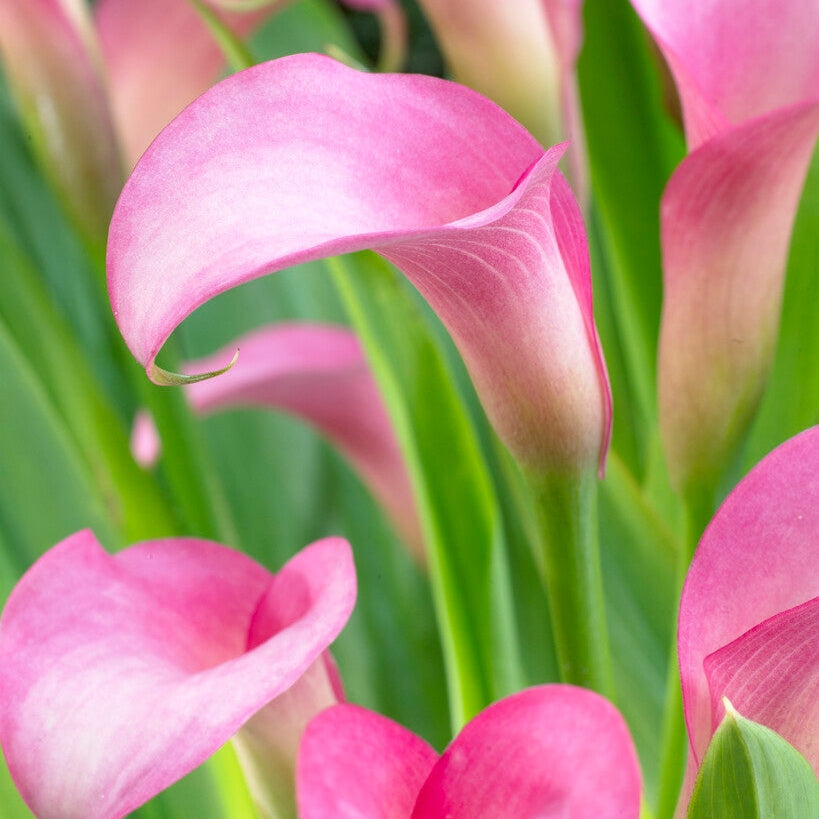 Zantedeschia Rehmanii 1-paketti