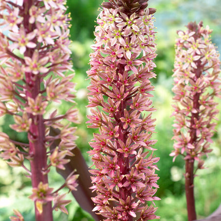 Tofslilja-Eucomis Comosa 'Sparkling Burgundy' 1-pack