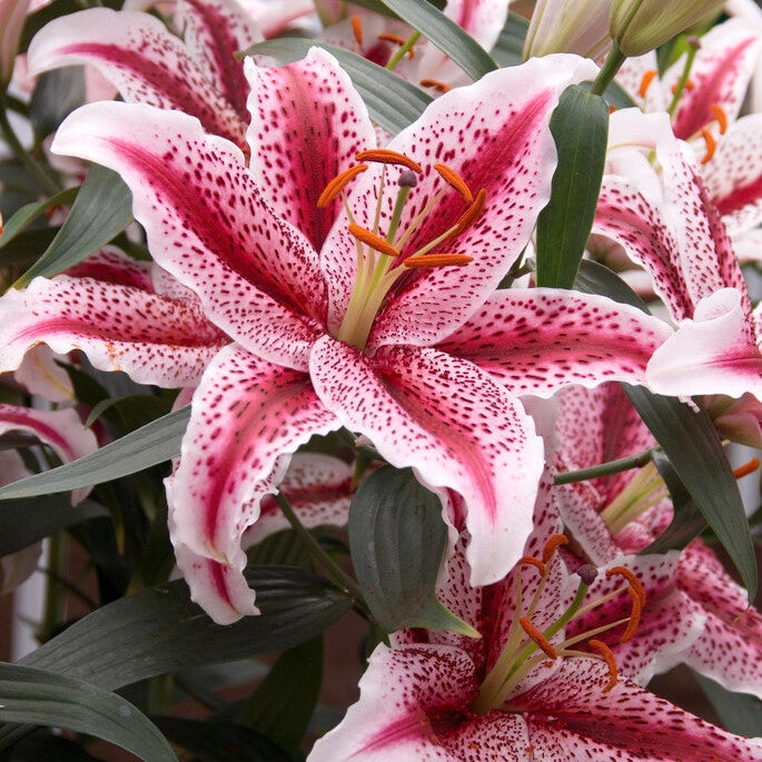 Lilja-Lilium Tigerwoods UUTUUS  2-pack
