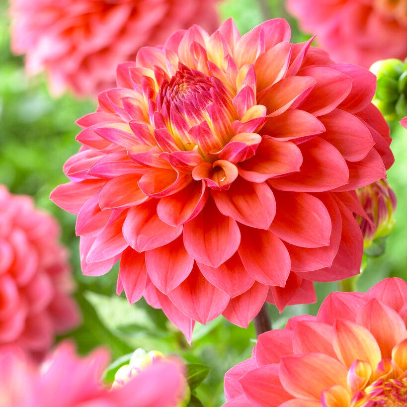 Dahlia Princess Gracia Koristeellinen 1-pakkaus UUTUUS