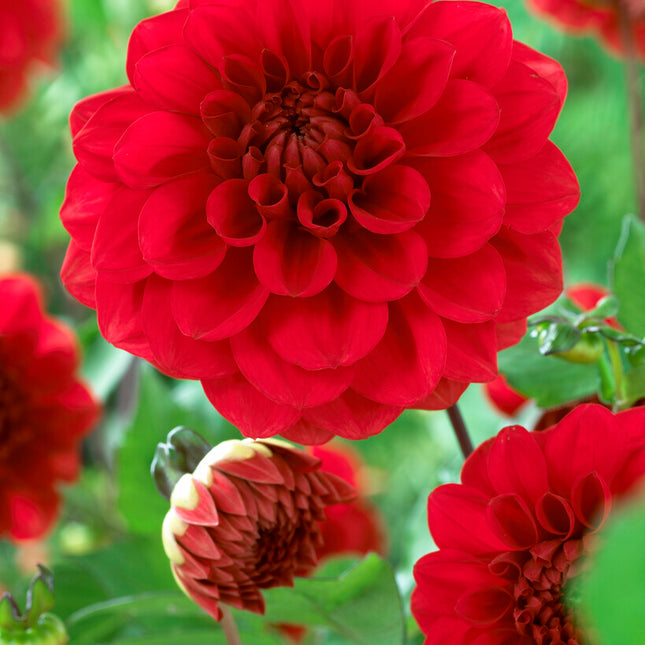 Dahlia Border Arnhem 1-pack