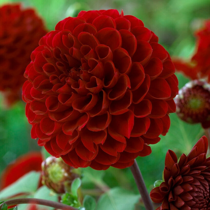 Dahlia Pompon Viking 1-pakkaus