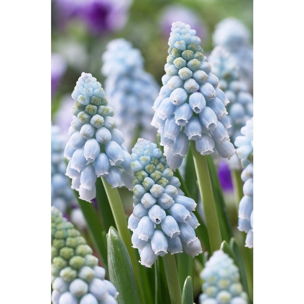Armenialainen helmihyasintti - Muscari armeniacum &