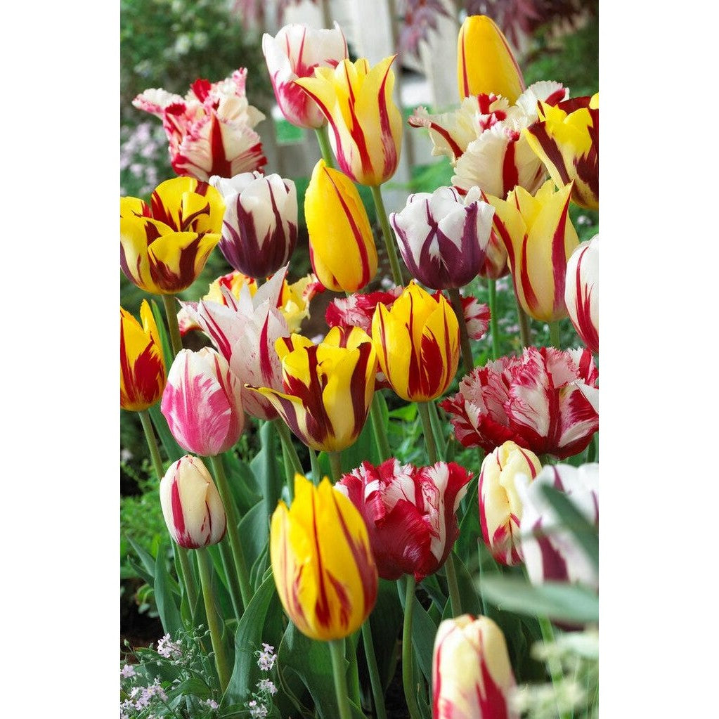 Tulppaani Rembrandt Mixed 10-pakkaus