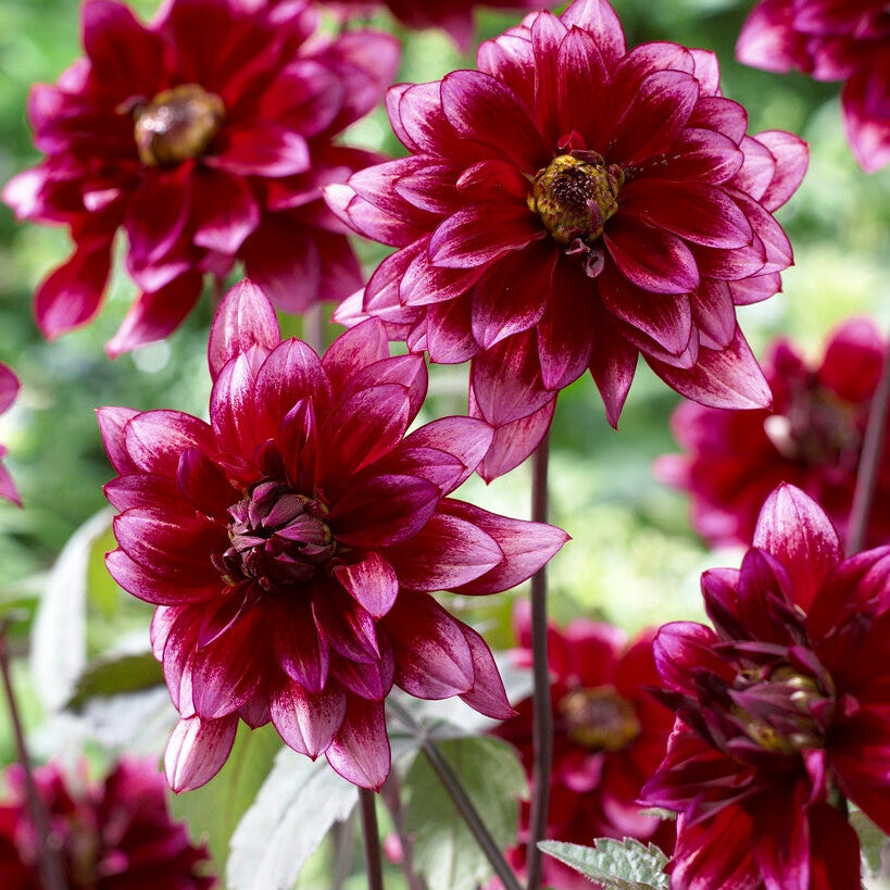 Dahlia Border Darkarin 1-pakkaus