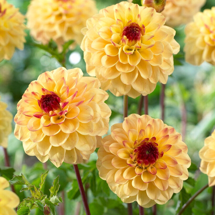 Dahlia Pompon Keltainen Jill 1-pakkaus