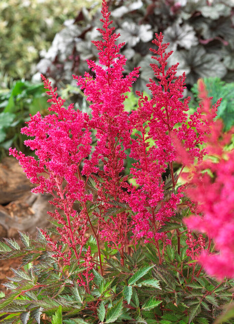 Astilbe Pink 1-pack