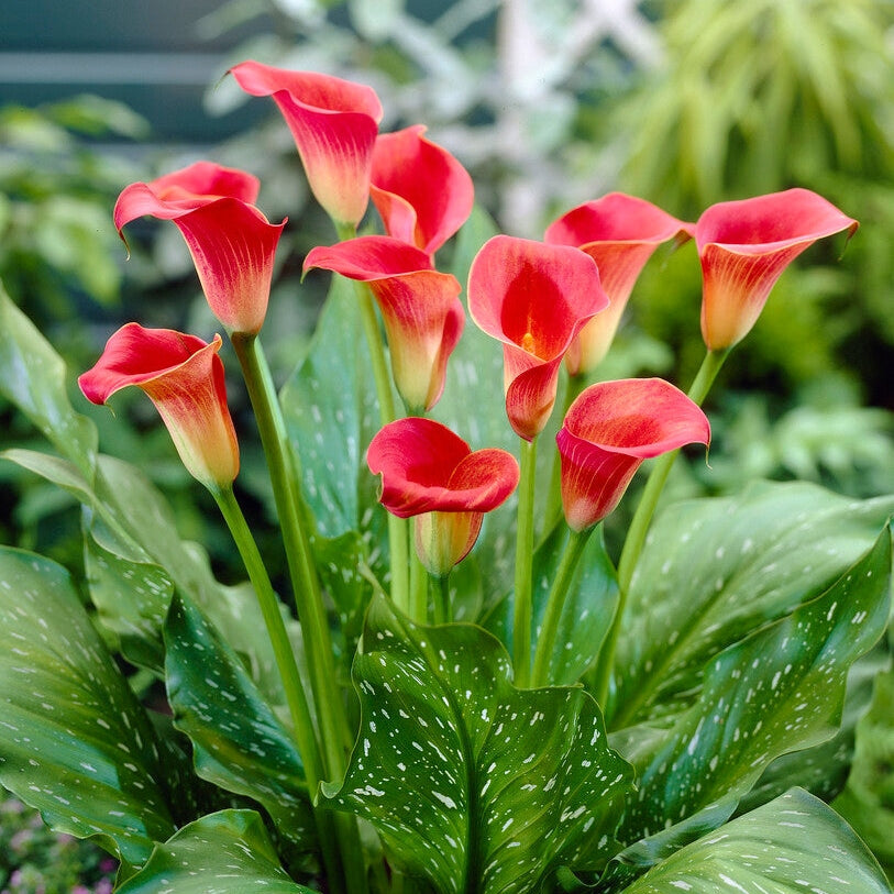 Zantedeschia Red Sox  1-pakkaus