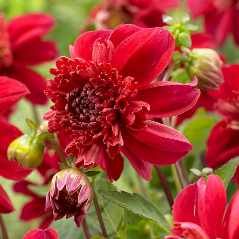 Dahlia Anemone Inca 1-paketti