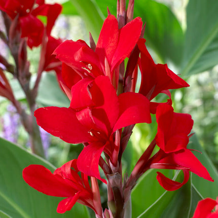 Canna Red 1-pack