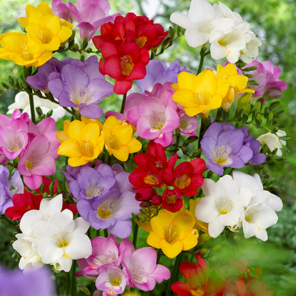 Freesia-Single Mixed 15 -pack