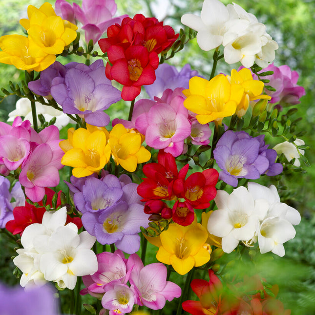 Freesia-Single Mixed 15 -pack