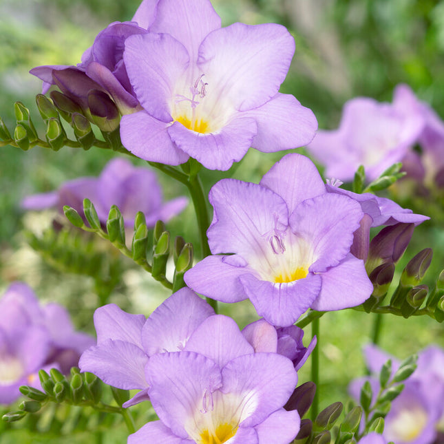 Freesia-Single Purple 15-pack