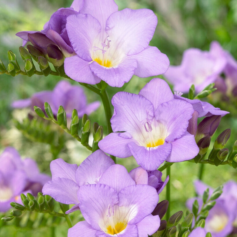 Freesia-Yksittäinen Purppura 15-pakkaus