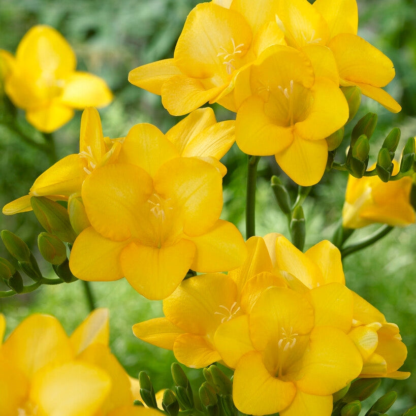 Freesia-Yksittäinen Keltainen 15 -pakkaus
