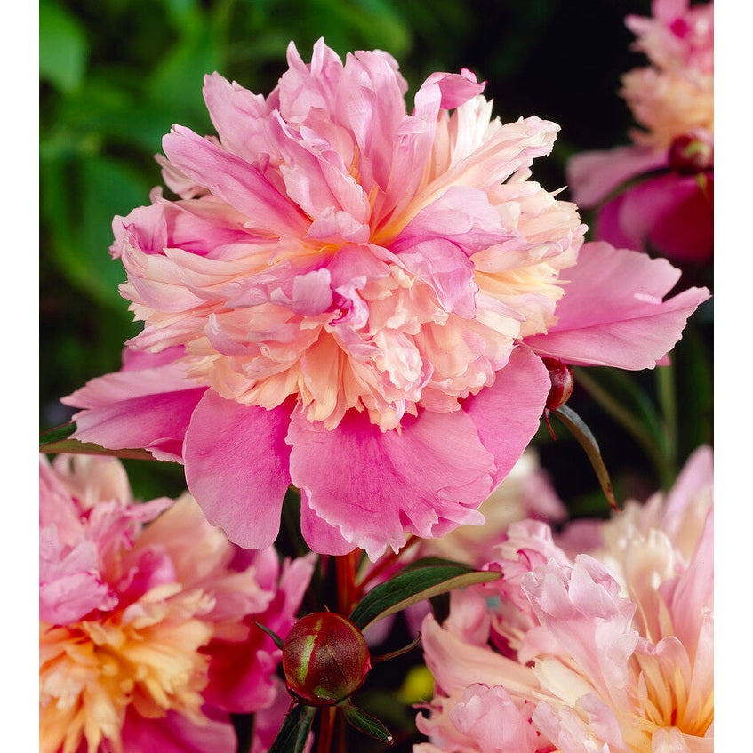 Pioni-Paeonia Mme Emile Debatain 1-paketti