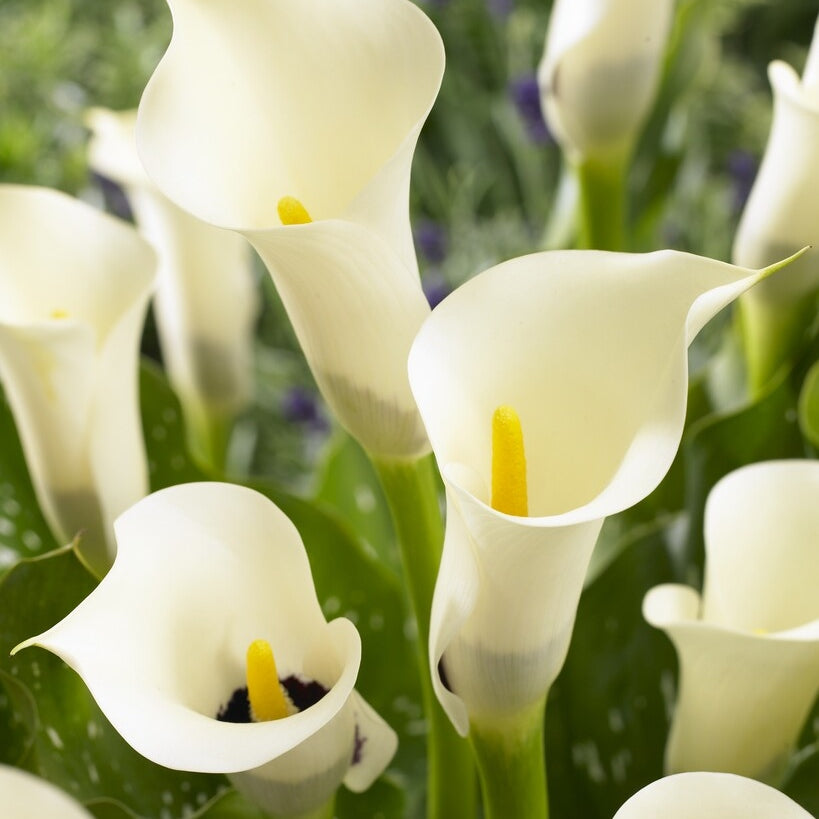 Zantedeschia Black Eyed Beauty  1-paketti