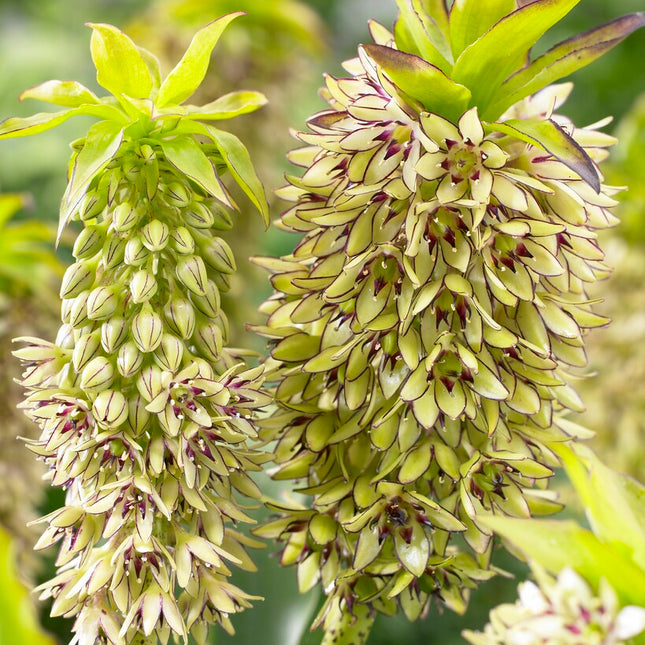 Tofslilja fläckig-Eucomis Bicolor 1-pack