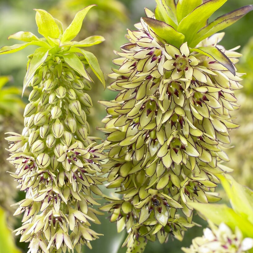 Tofslilja täplikkäät-Eucomis Bicolor 1-paketti