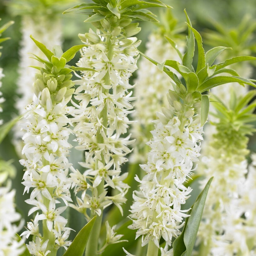 Tofslilja vitgrön-Eucomis Autumnalis 2 -pakkaus