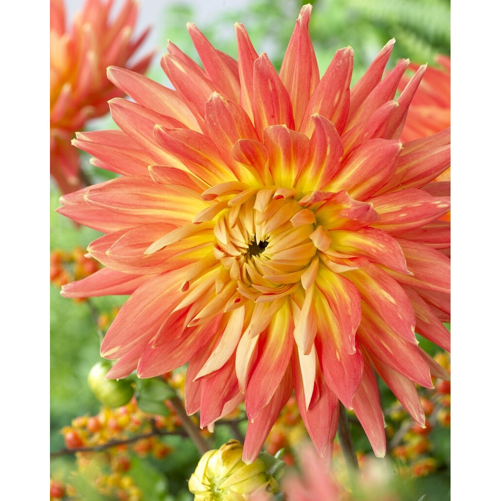 Dahlia Motto Dekoratiivinen 1-pakkaus UUTUUS