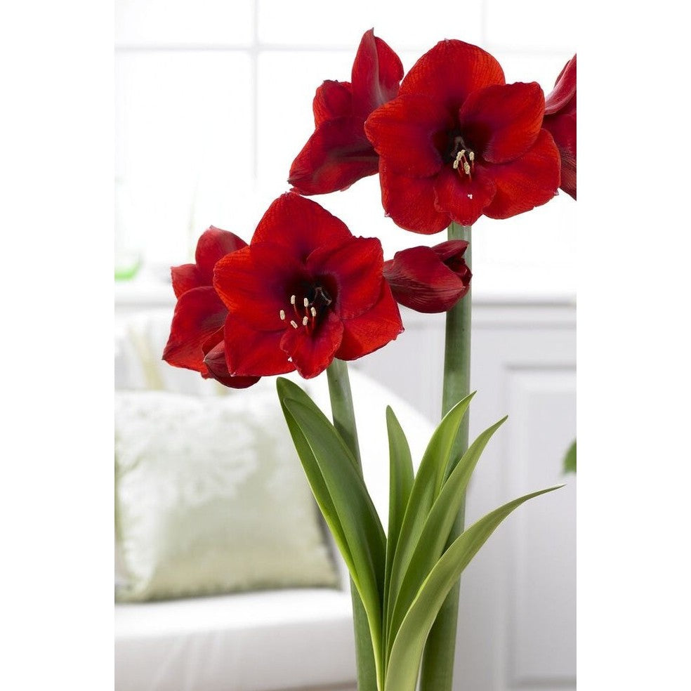 Amaryllis-Hippeastrum &