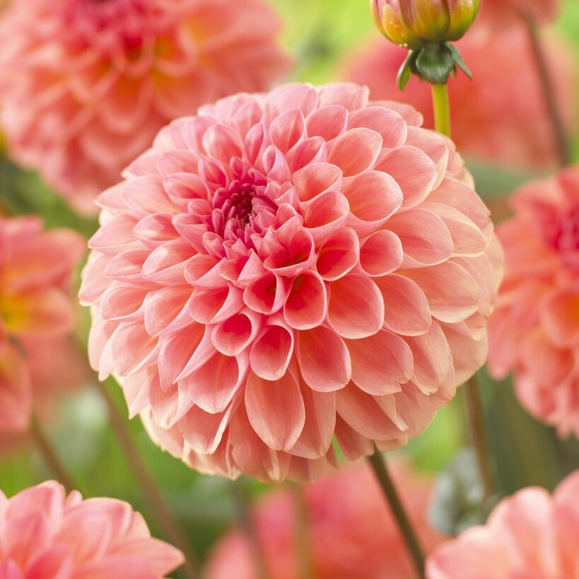 Dahlia Boll Sebastian 1-pakkaus