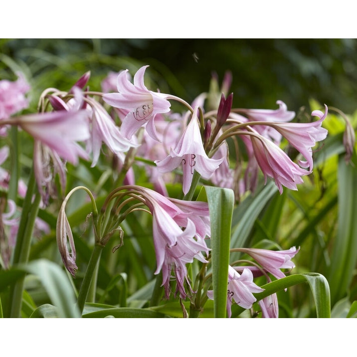 Kalljordskrinum-Crinum Powelii 1-pakkaus
