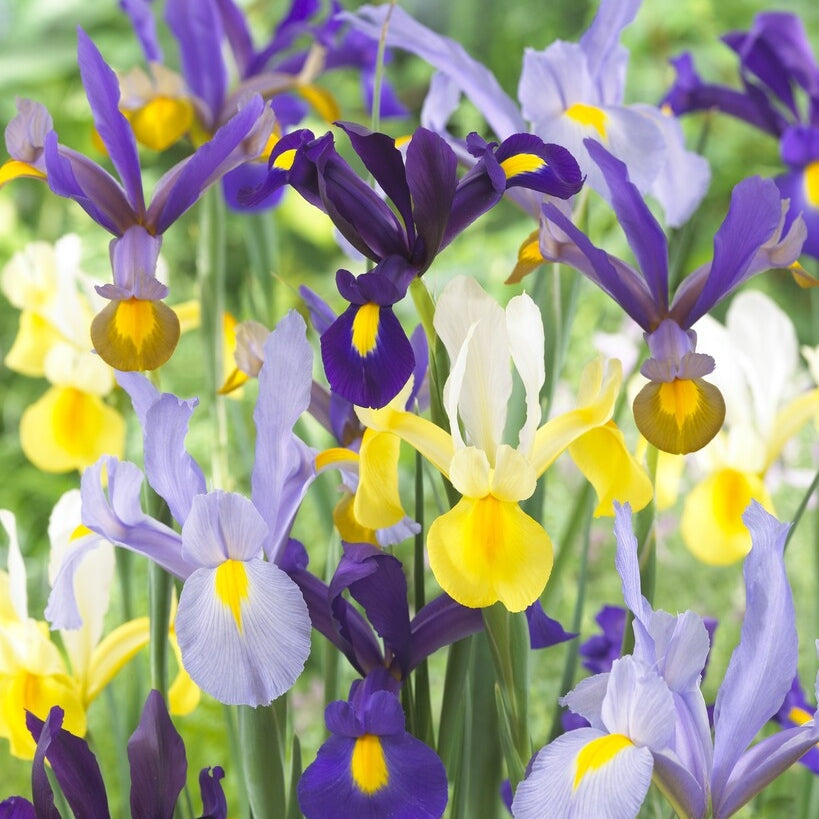 Hollantilainen iiris-Iris hollandica Hollandica Mixed 15-pakkaus